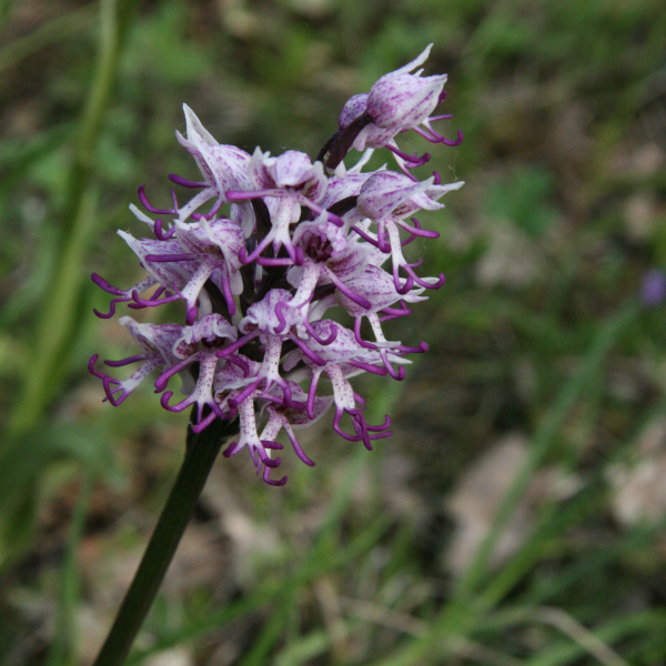 Orchis simia